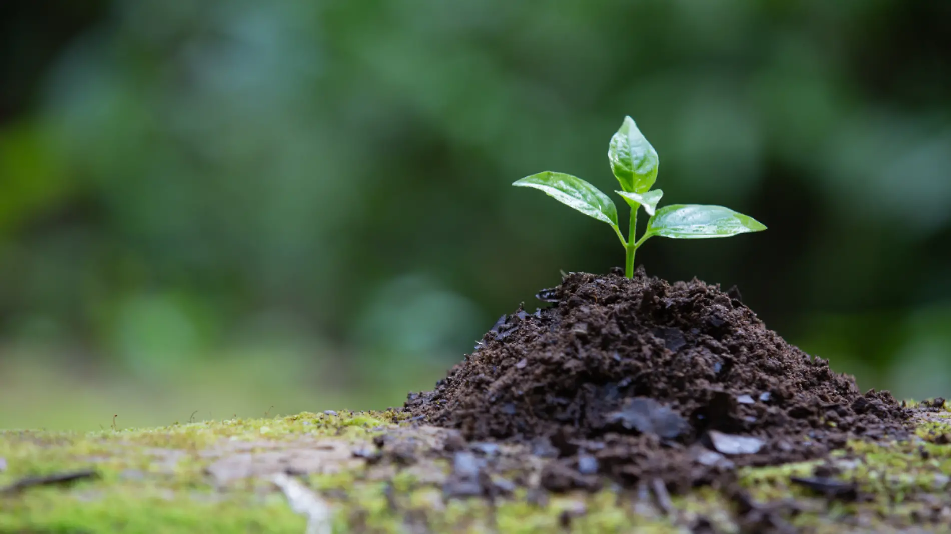 FERTILIDAD DEL SUELO